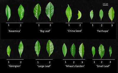 Genetic and morphological characterization of United States tea (Camellia sinensis): insights into crop history, breeding strategies, and regional adaptability